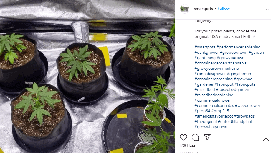 Best Instagram Captions for Cannabis