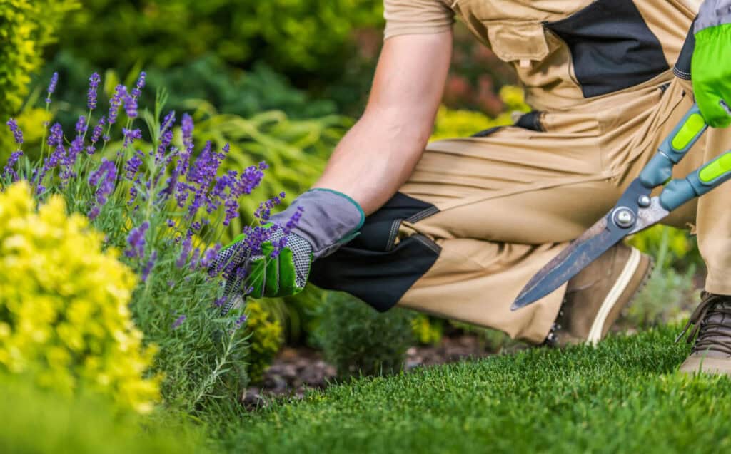 Low-Maintenance Home Garden