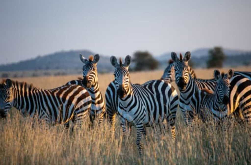 Discover Tanzania