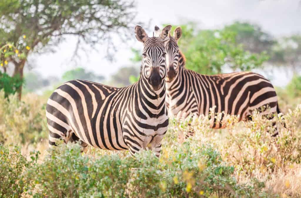 Zebras in East Africa