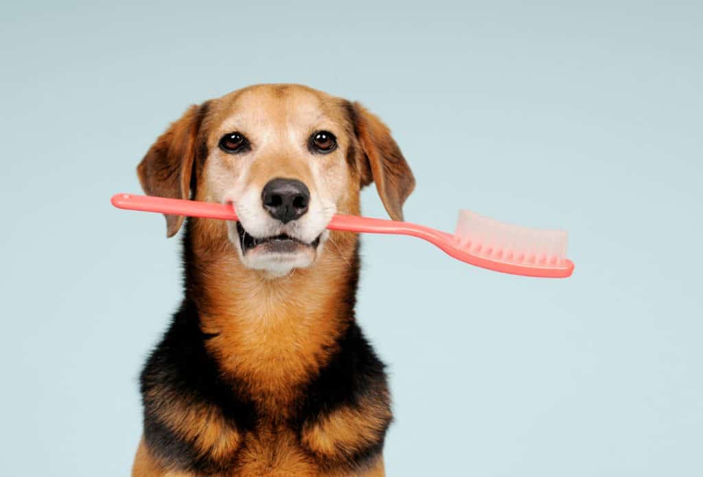 7 Innovative Marketing Strategies to Try for Your New Pet Product Line 3 Your New Pet Product Line